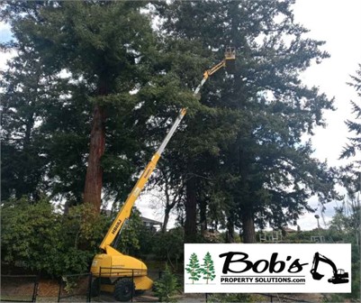 Enhancing Nisqually's Natural Beauty: The Importance of Tree Trimming with Bob's Property Solutions
